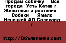 Продам собачку  - Все города, Усть-Катав г. Животные и растения » Собаки   . Ямало-Ненецкий АО,Салехард г.